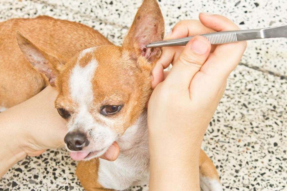 5 Ways to Prevent Ticks and Fleas on Dogs