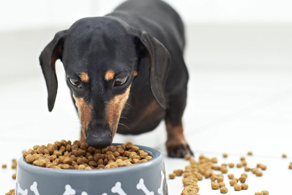 Home Remedies to Deal with Pet Toxicity