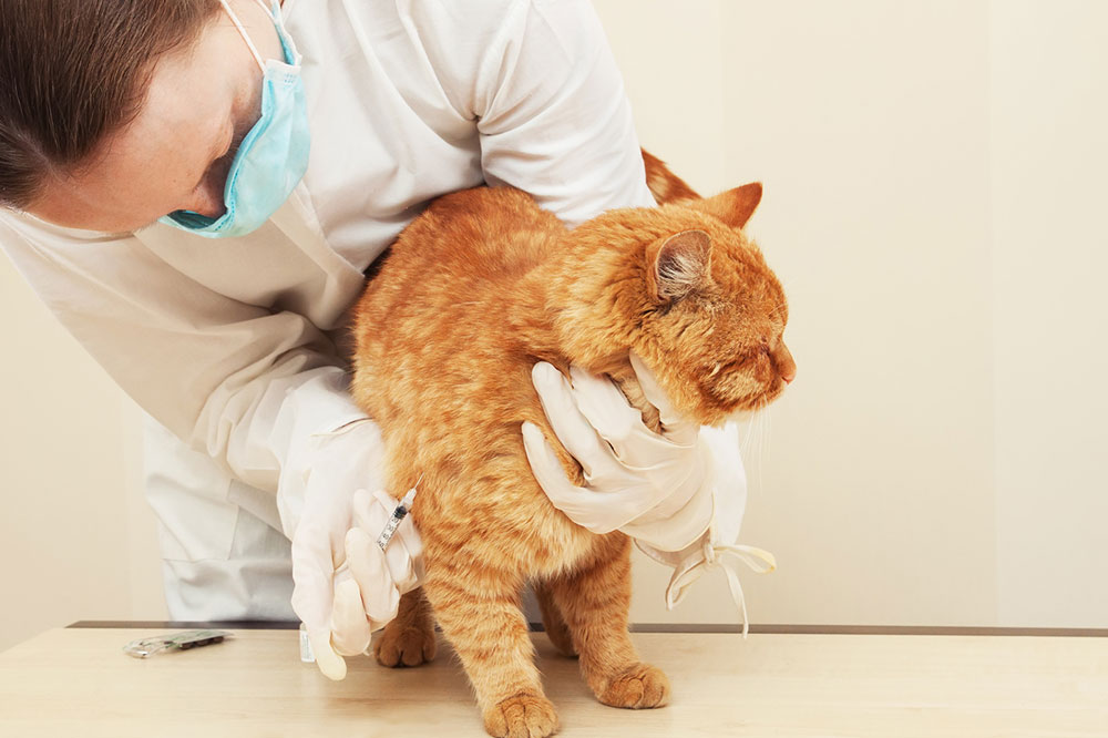 Top-rated Diabetic Cat Food Brands