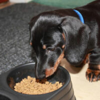 Treating Food Allergies in Dogs