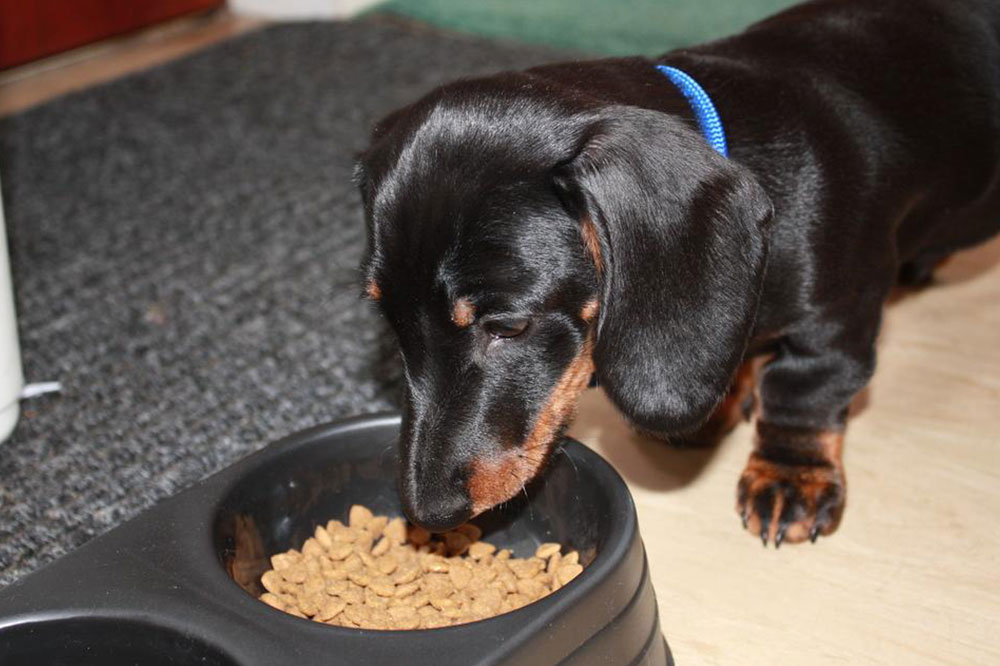 Treating Food Allergies in Dogs